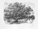 27_in_der_Heide_die_Eiche