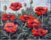 55 Roter Mohn